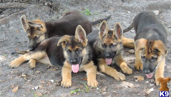 HUGE AKC GERMAN SHEPHERD PUPPIES